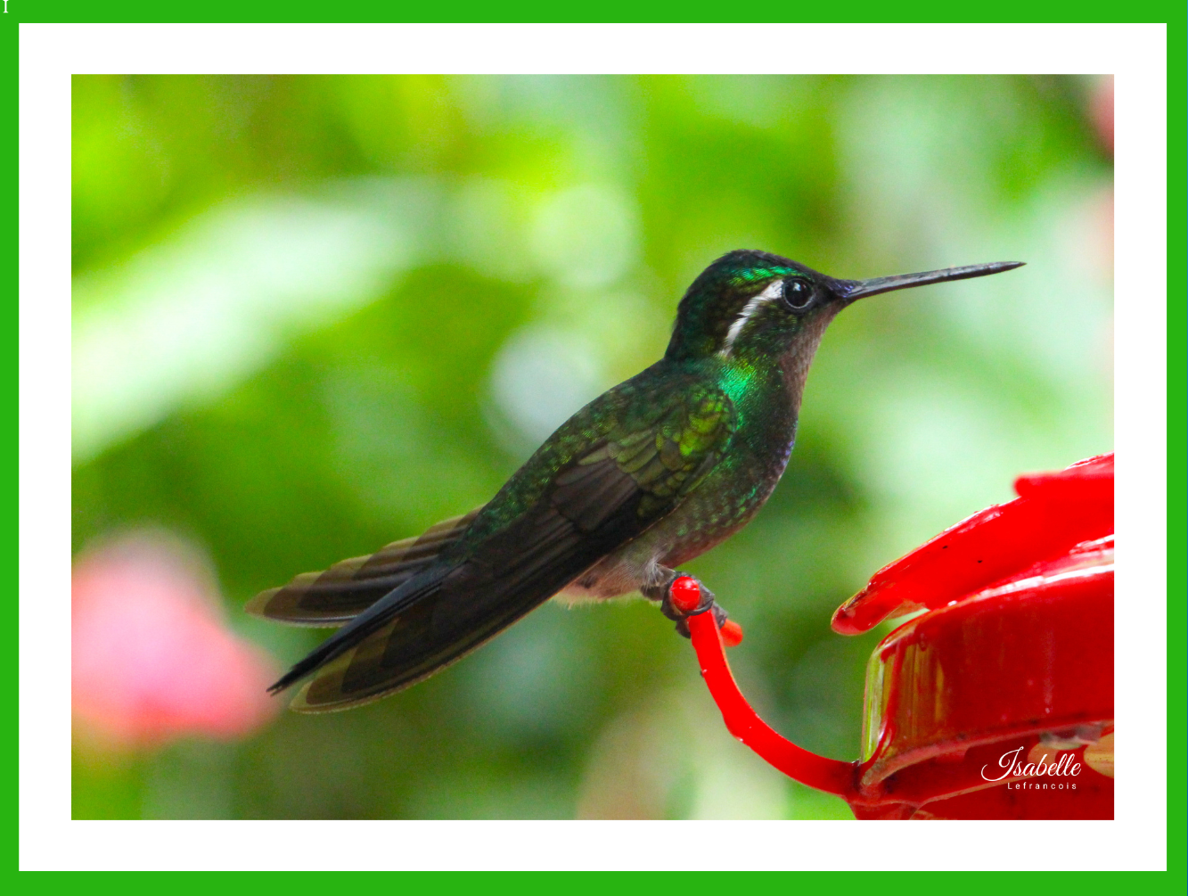 Isabelle Lefrançois Photographe
