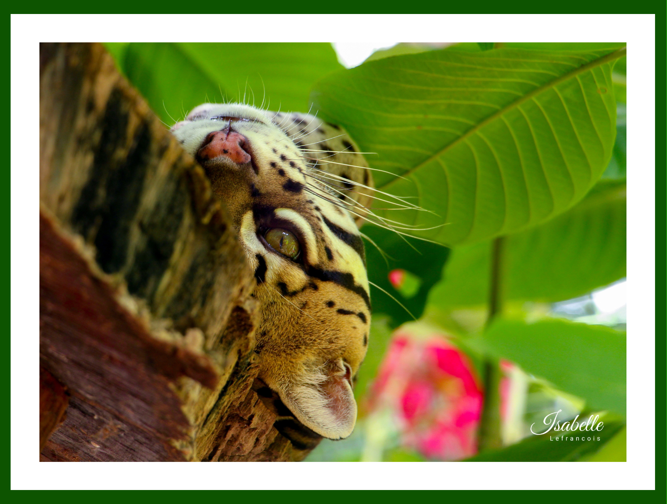 Isabelle Lefrançois Photographe