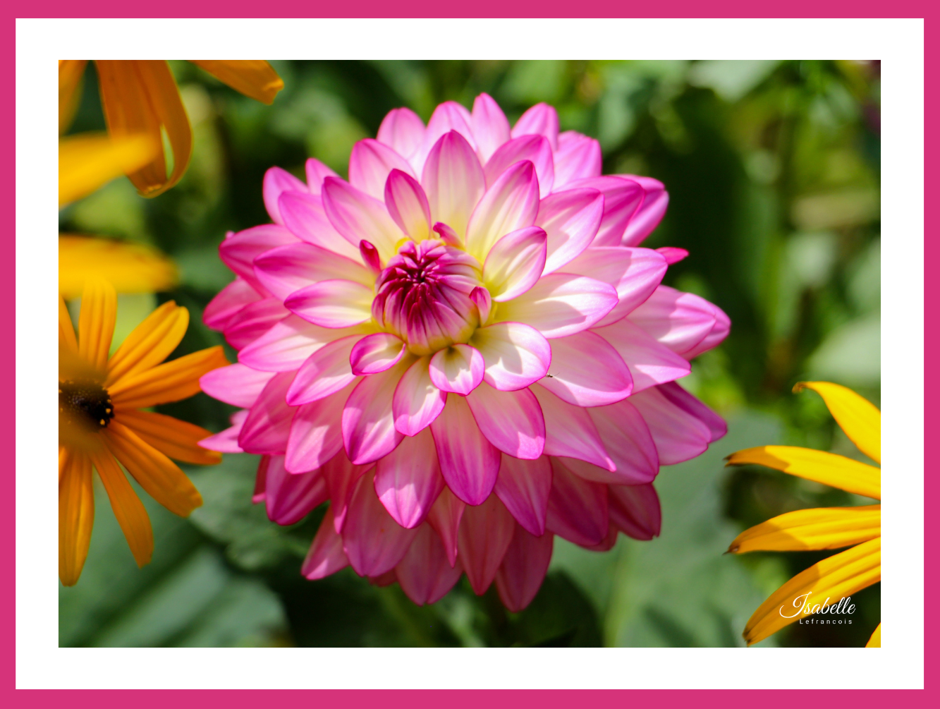 Isabelle Lefrançois Photographe