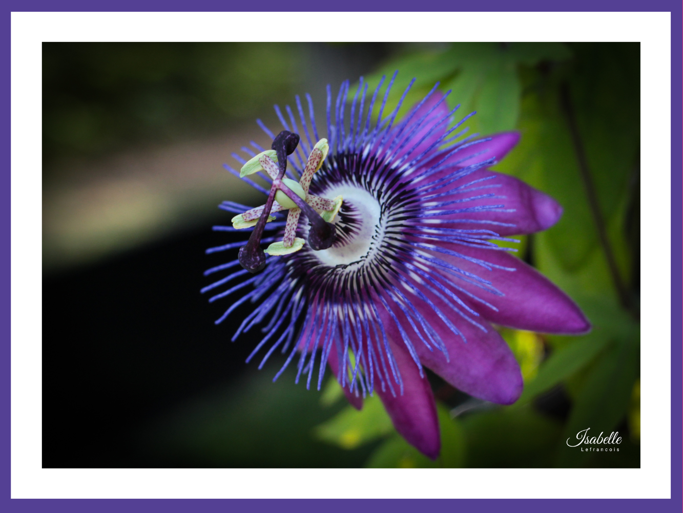 Isabelle Lefrançois Photographe
