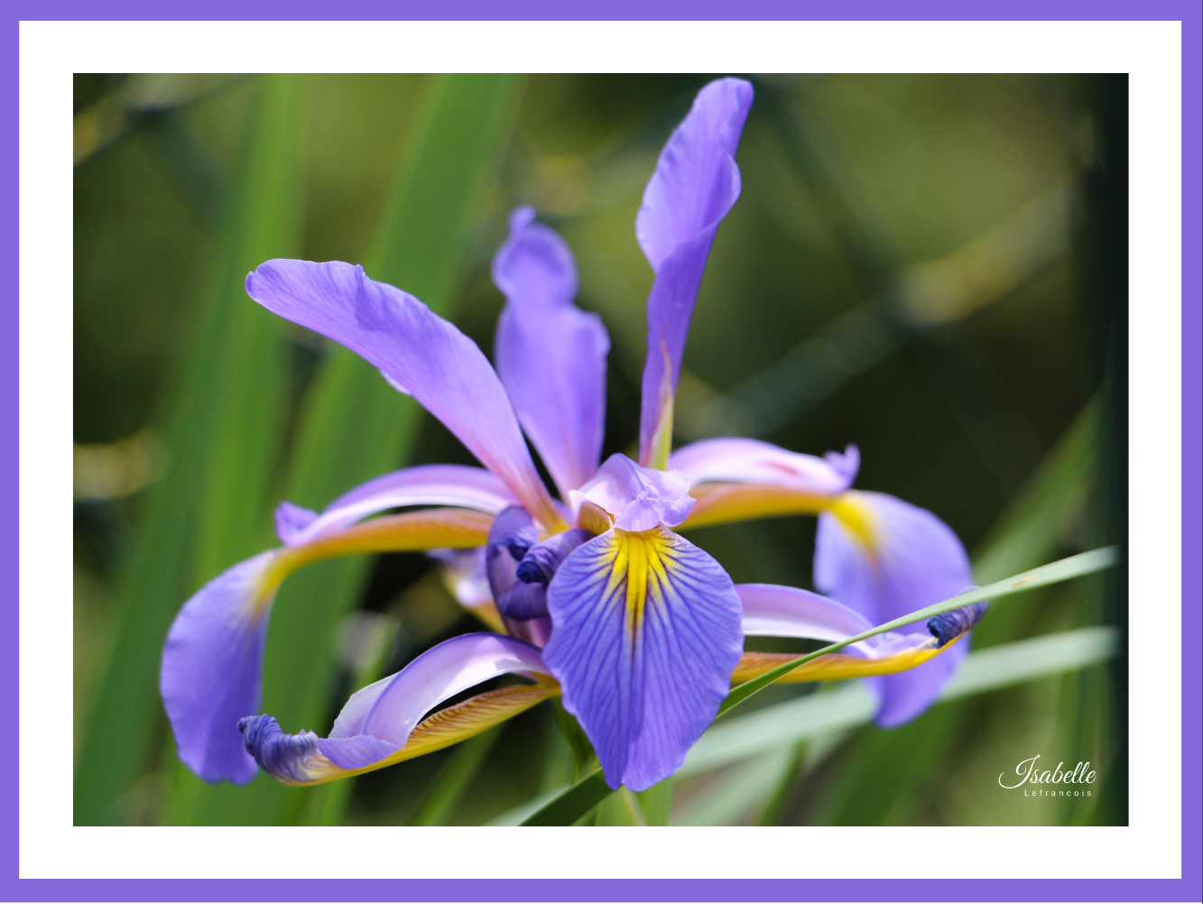 Isabelle Lefrançois Photographe