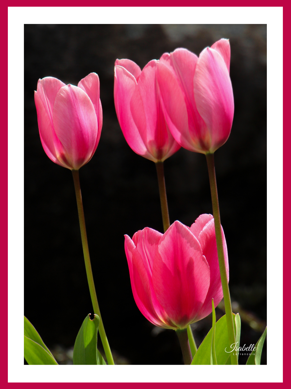Isabelle Lefrançois Photographe