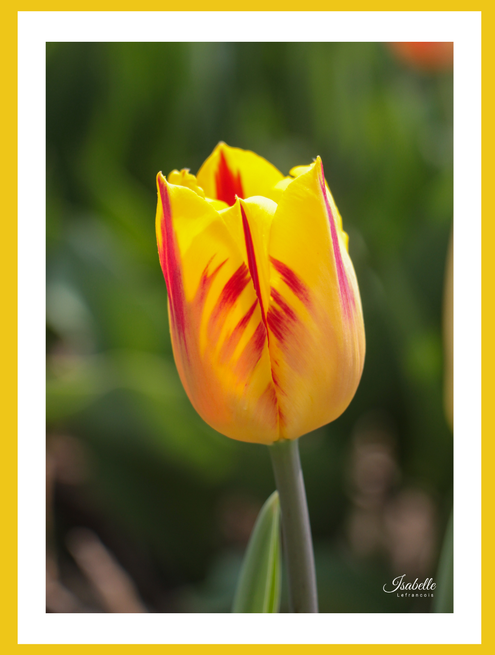 Isabelle Lefrançois Photographe