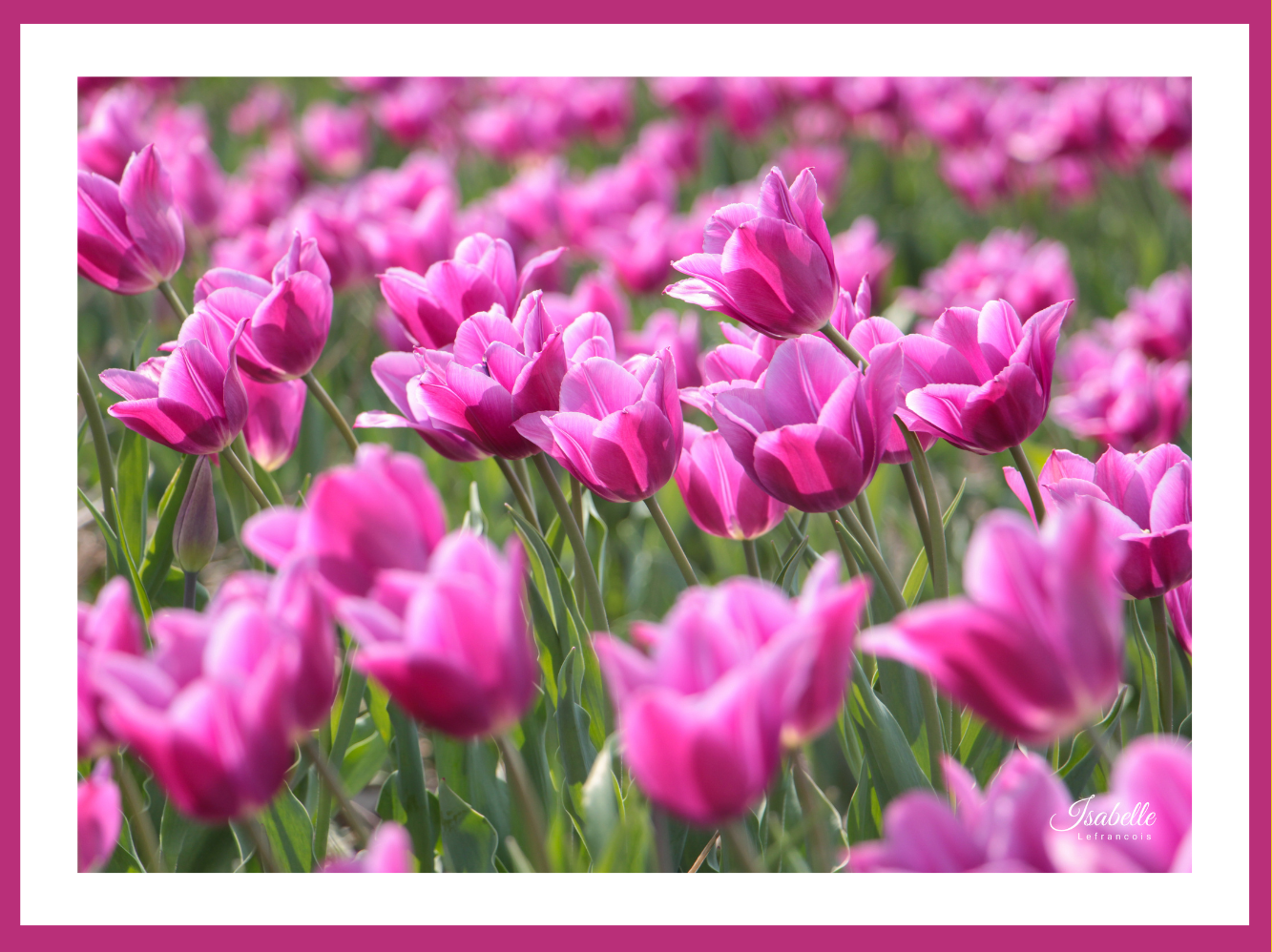 Isabelle Lefrançois Photographe