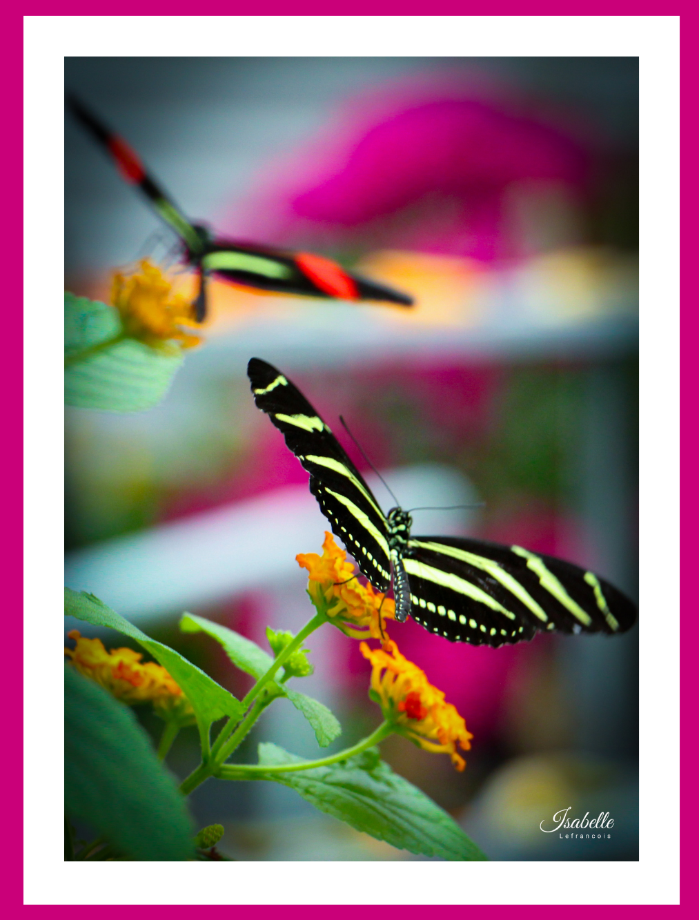 Isabelle Lefrançois Photographe