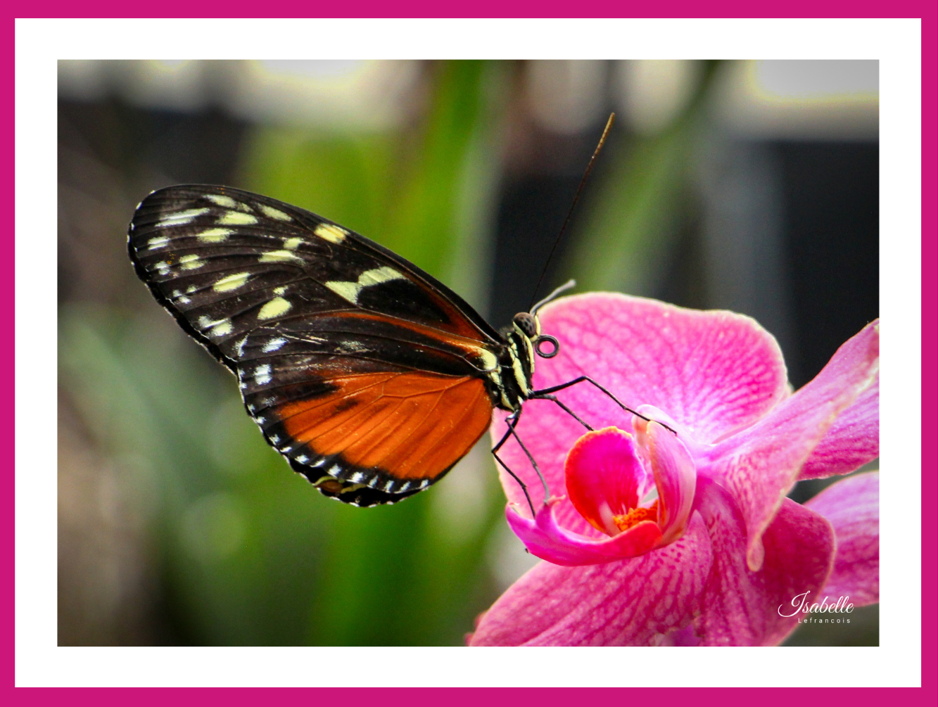 Isabelle Lefrançois Photographe